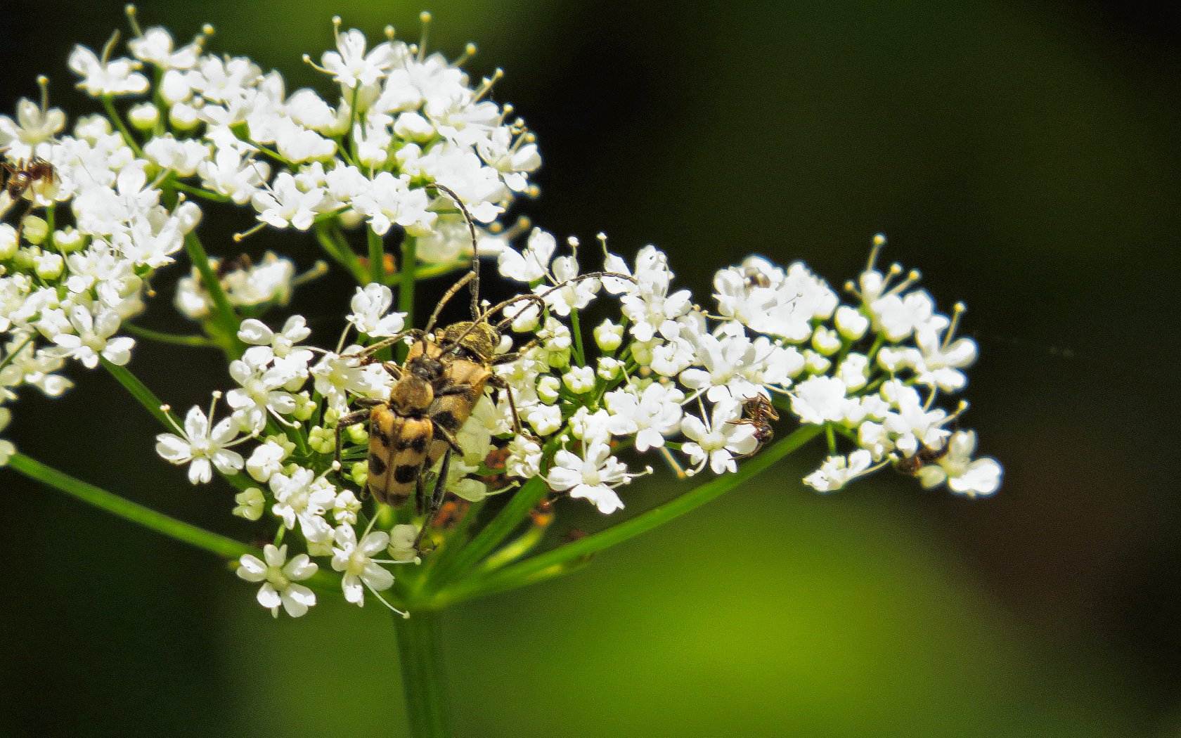 Coleotteri da id